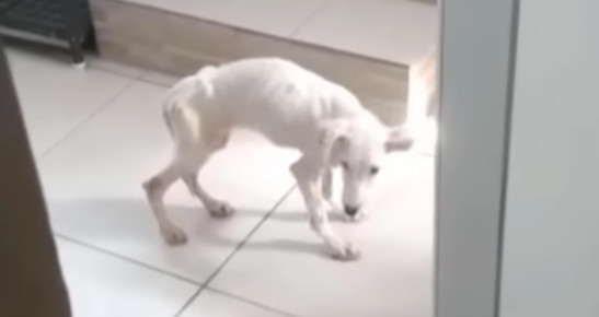 Extra image from article