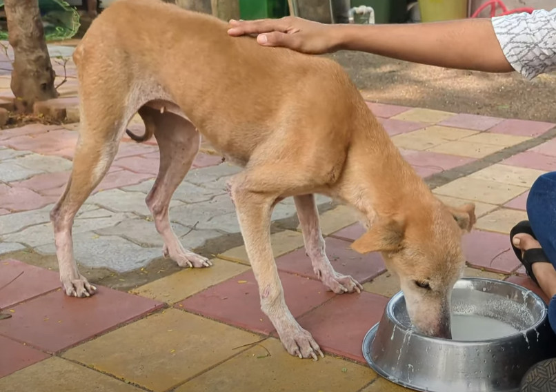 Extra image from article