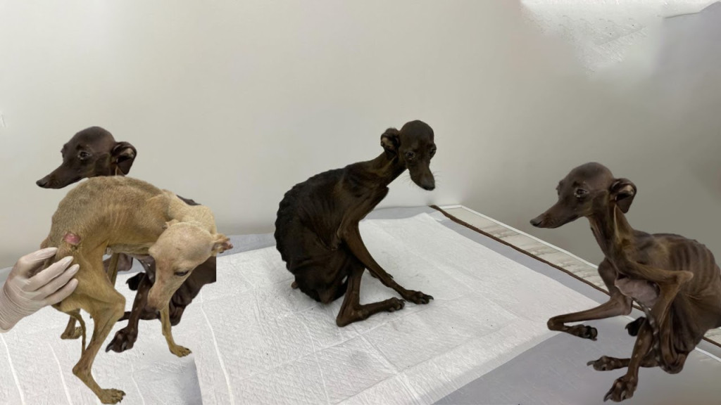 Fortunately, these resilient canines are...