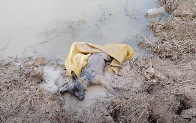 A Faint Cry from a Bag on the Shore Led Me to the Tiny Soul I Was Meant to Save.