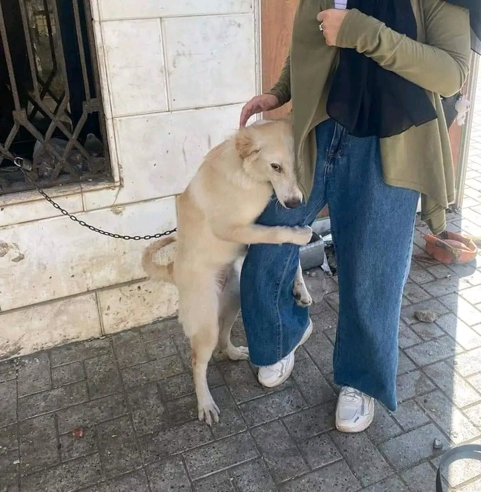 This emotional tale unfolded as the dog,...