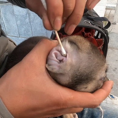 Extra image from article