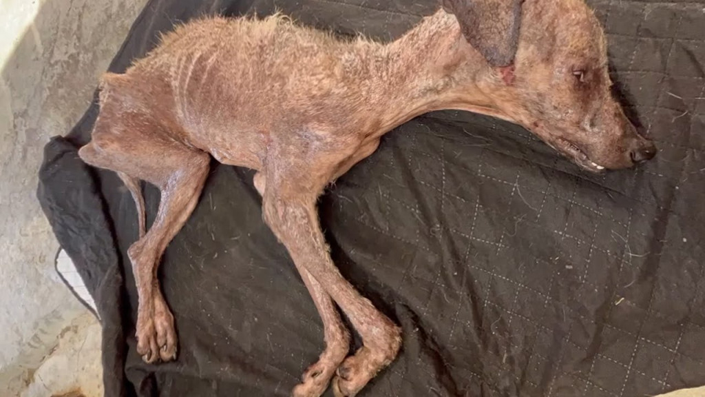 When Lucy arrived at the veterinary clin...