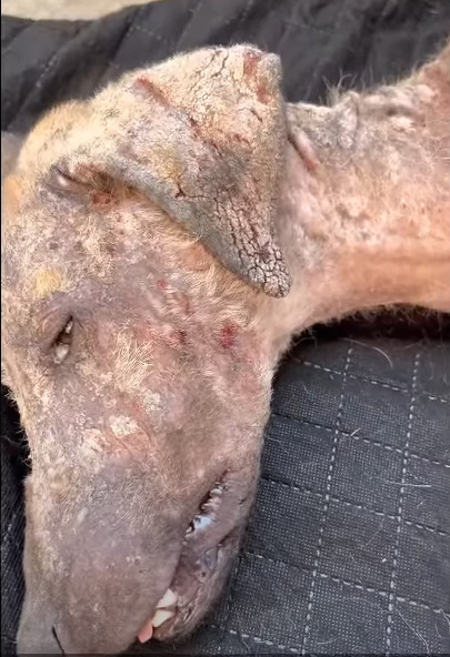 However, the unwavering commitment of th...