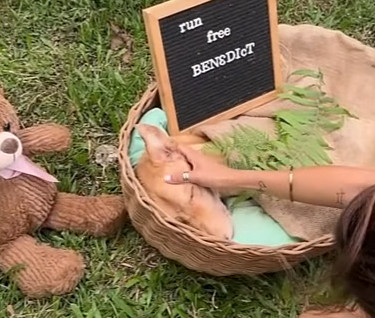 Extra image from article