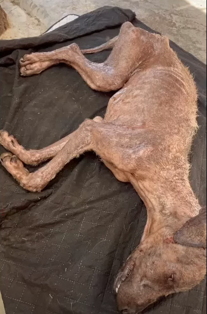 The collective effort of those who suppo...