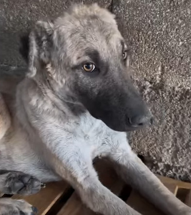 Extra image from article