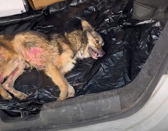 The community, inspired by the dog’...