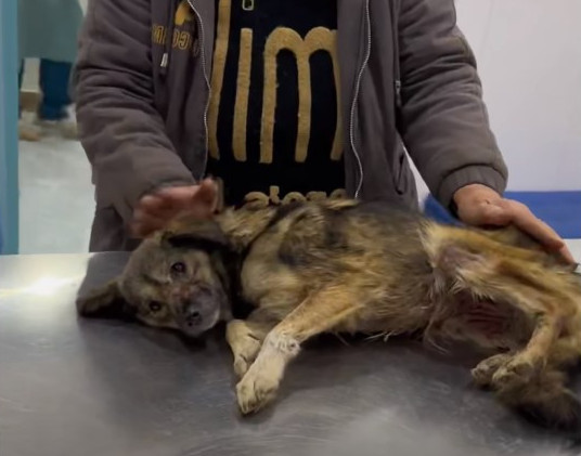 The dog, now full of energy and joy, ser...