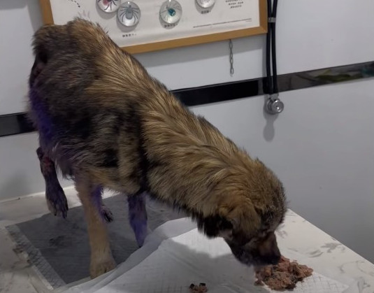 Extra image from article