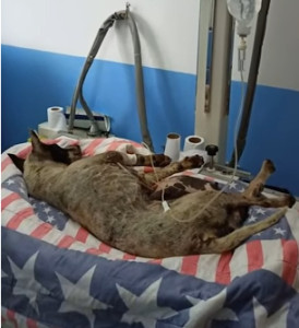 Extra image from article