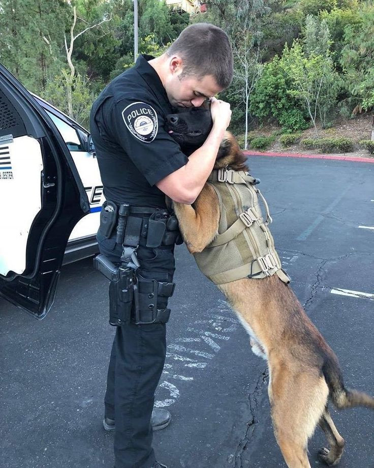 This courageous dog, having served along...