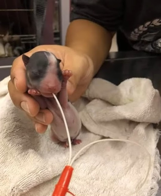 Extra image from article