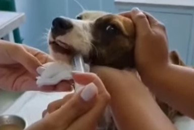 This little puppy, who endured a month w...