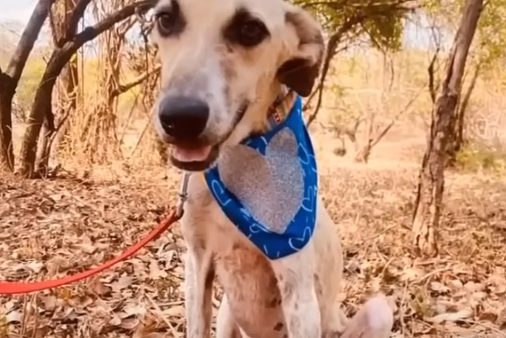 Extra image from article