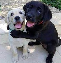 These two dogs, sensing they might soon ...
