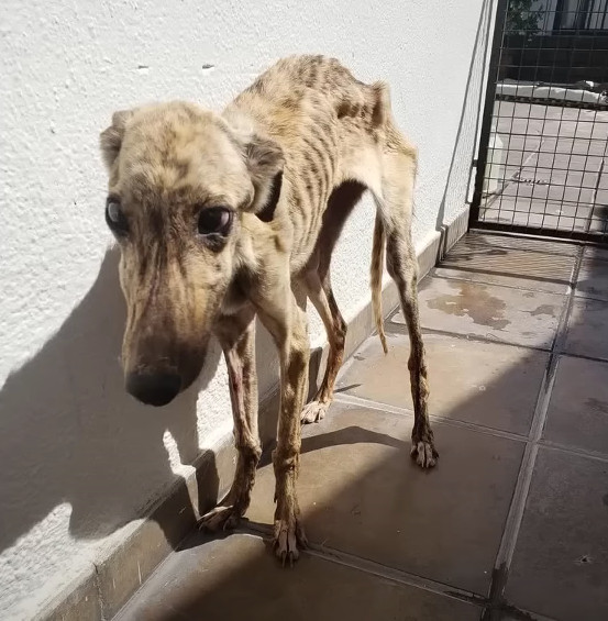 Day by day, Lalita’s health improved. Sh...