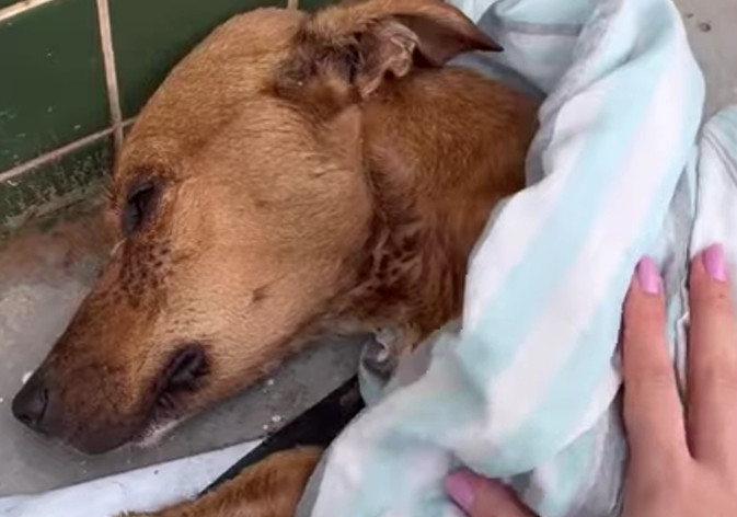 Mate's Journey: From Tragic Abandonment to a Peaceful Farewell Filled with Compassion