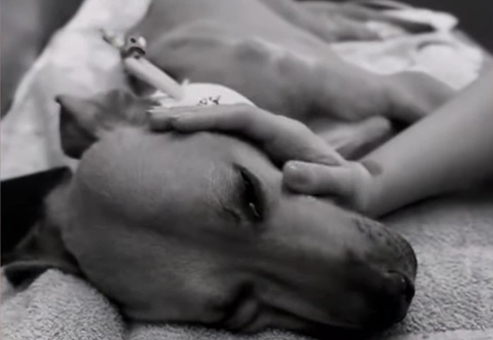 Mate's Journey: From Tragic Abandonment to a Peaceful Farewell Filled with Compassion