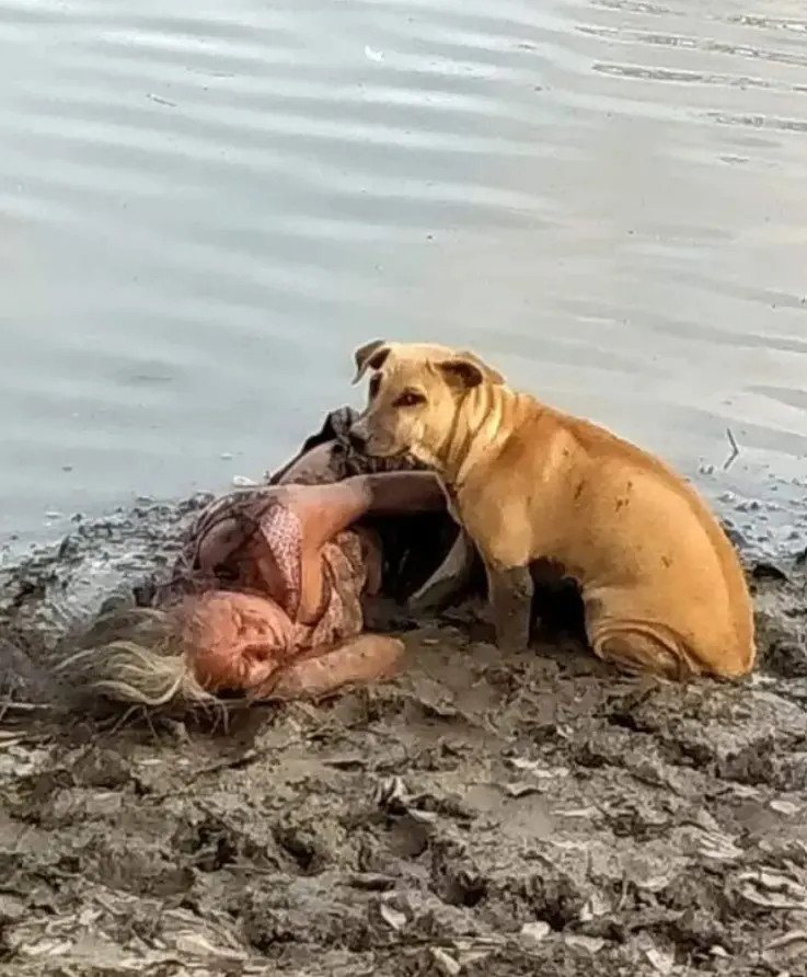 Viral Photo of Loyal Dogs Highlights Nepal's Stray Dog Crisis and Unwavering Canine Devotion
