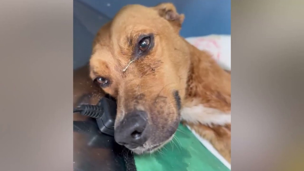 Mate's Journey: From Tragic Abandonment to a Peaceful Farewell Filled with Compassion