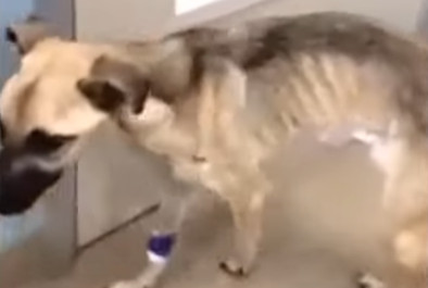 As Angel's health improved, her vibrant ...