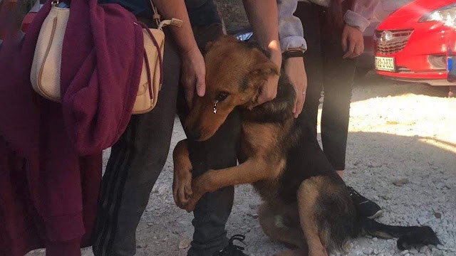 Dog's Adorable Plea for Attention Highlights Bond Between Pups and People