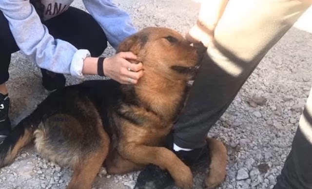 Dog's Adorable Plea for Attention Highlights Bond Between Pups and People