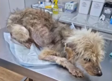 In the following days, the puppy began h...