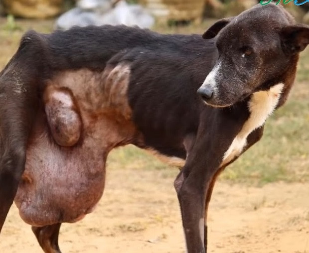 The dog was discovered by the roadside, ...