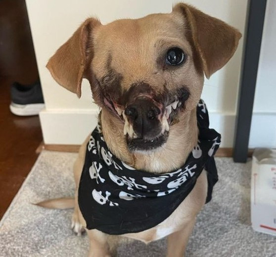 Haddie's story is one of resilience. Aft...