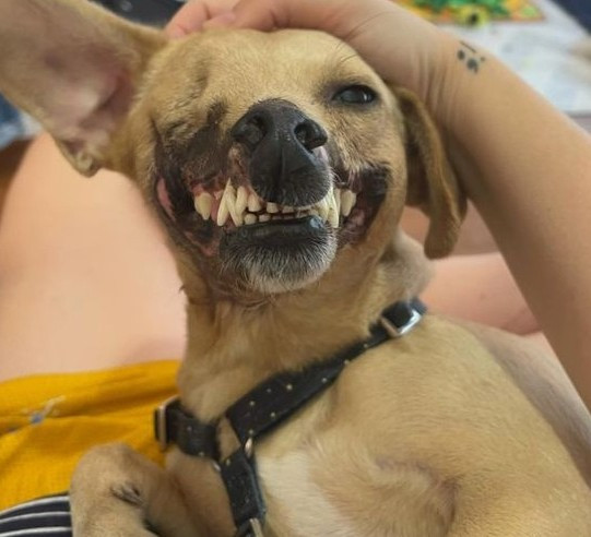 Extra image from article