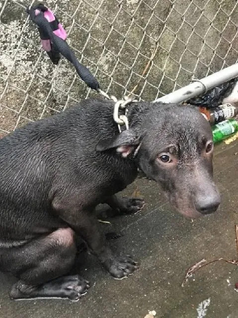 Joey was in a heart-wrenching condition....