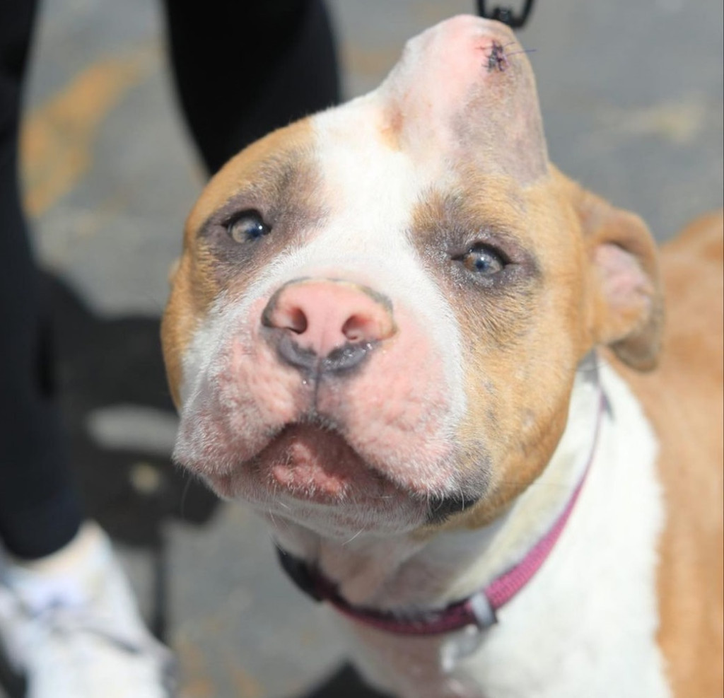 Strawberry quickly became a beloved memb...