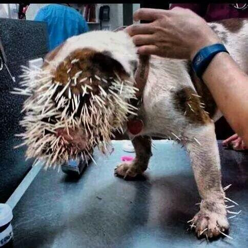 In pain and pain, the dog tried to rise ...