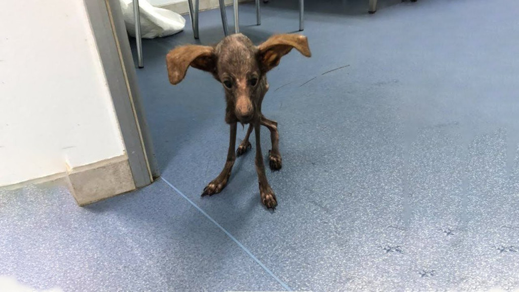 Upon his arrival, it was clear the situa...