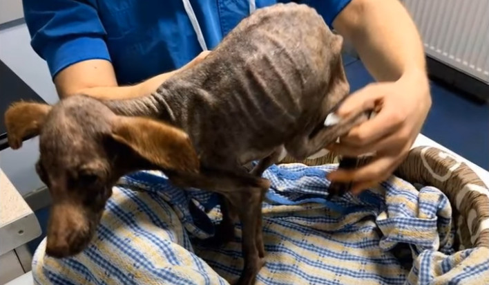 I stayed by Wei's side, offering gentle ...