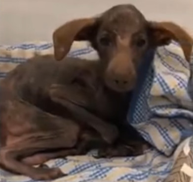 Extra image from article