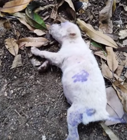 The rescue team received the call and fo...