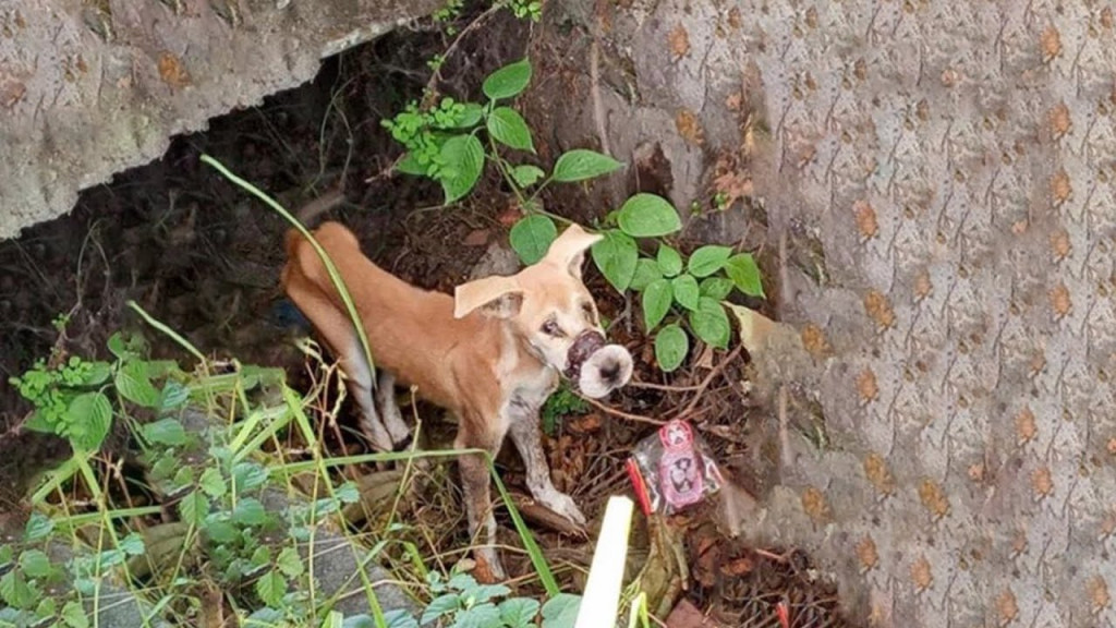 Only five months old and weighing a mere...