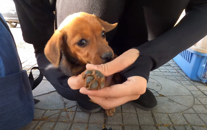 Extra image from article