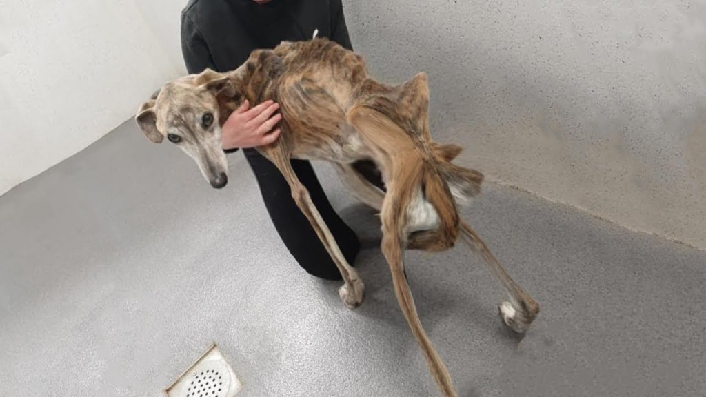 When Birdie was first discovered, he was...