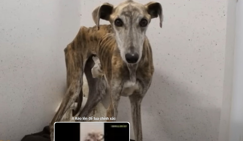 Birdie's path to recovery began with a d...