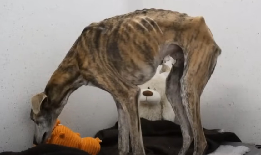 A deep bond developed between Birdie and...