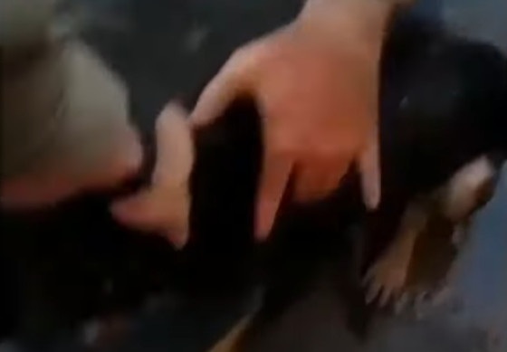 A police officer soon arrived, understan...