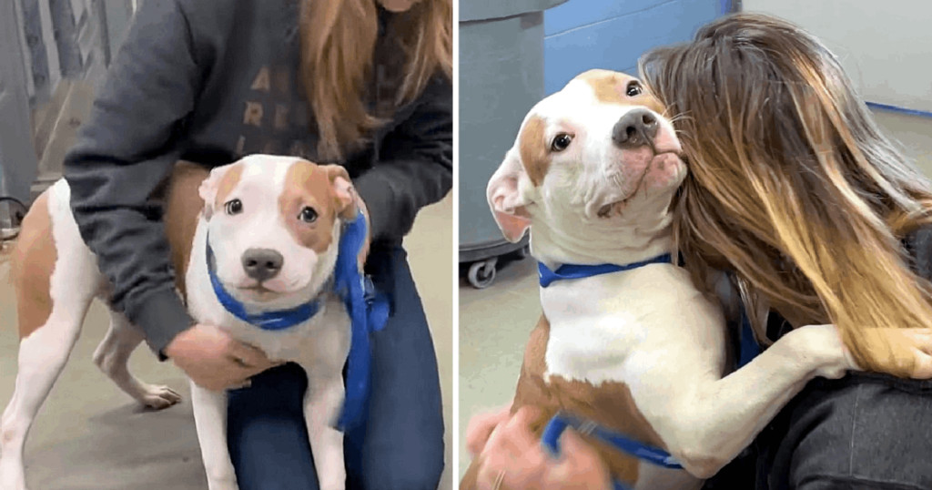 According to reports, the dog’s ow...