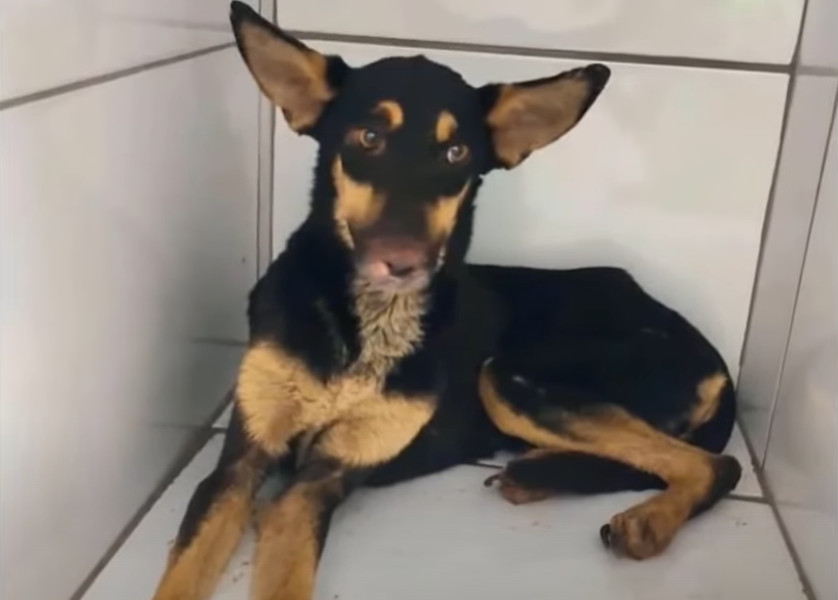 Extra image from article