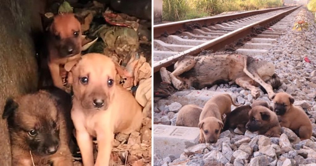 Imagine these dogs, once pampered, now f...