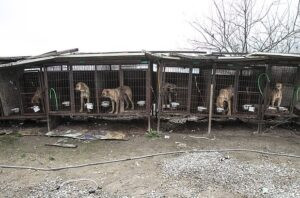 The Taepyeog dog slaughterhouse, the lar...