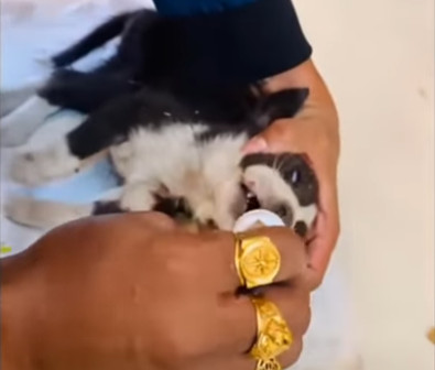 Extra image from article